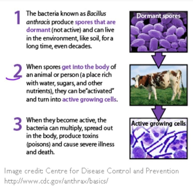 CDC picture explaining how Anthrax gets into cattle