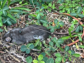 Picture of a dead rat on the Makai Woods Course