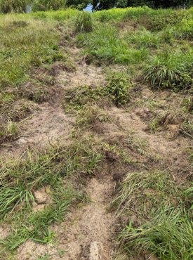picture of wild boar rooting on the old Makai Woods Course disturbing the soil