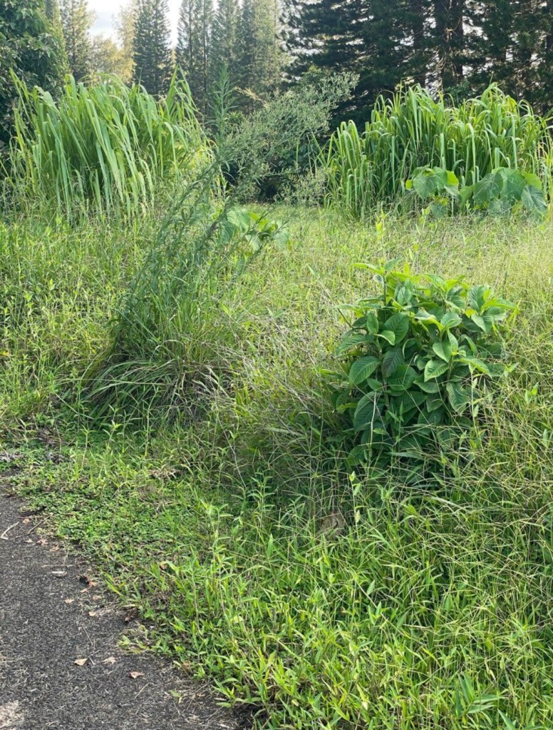 Picture of overgrown Woods Course some growth is up to six feet