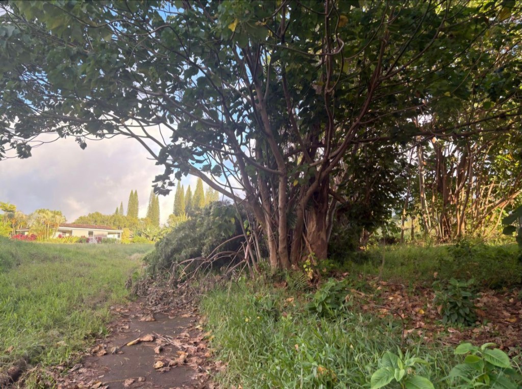 picture of the Woods Course overgrown and unkempt