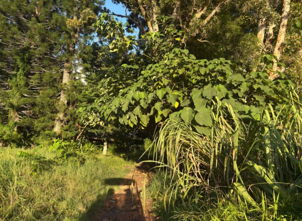Overgrown pathways on the Makai Woods Course