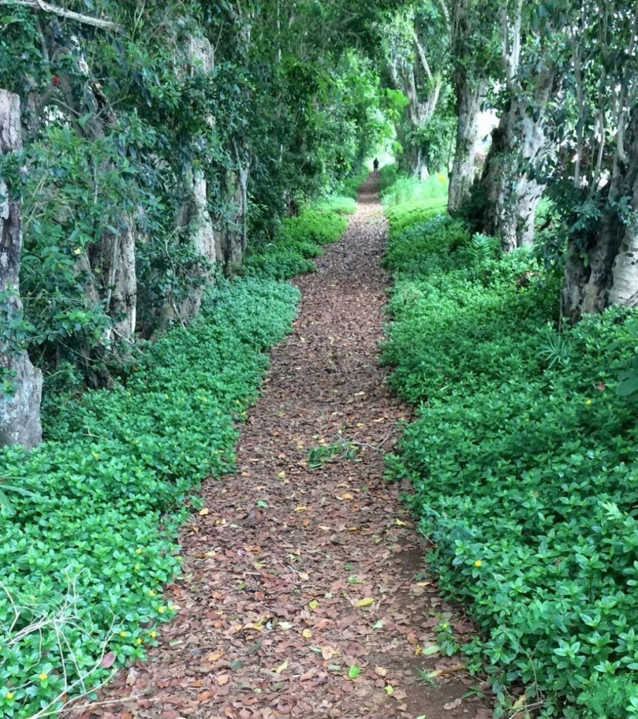 A well-maintained, tree-lined pedestrian path through a green canopy before Starwood and one Hotel owned the land.
