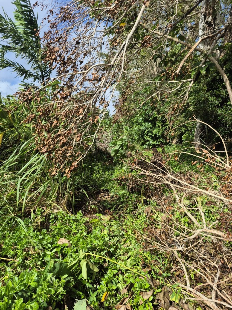 Picture of heavily overgrown and impassable queens path current condition